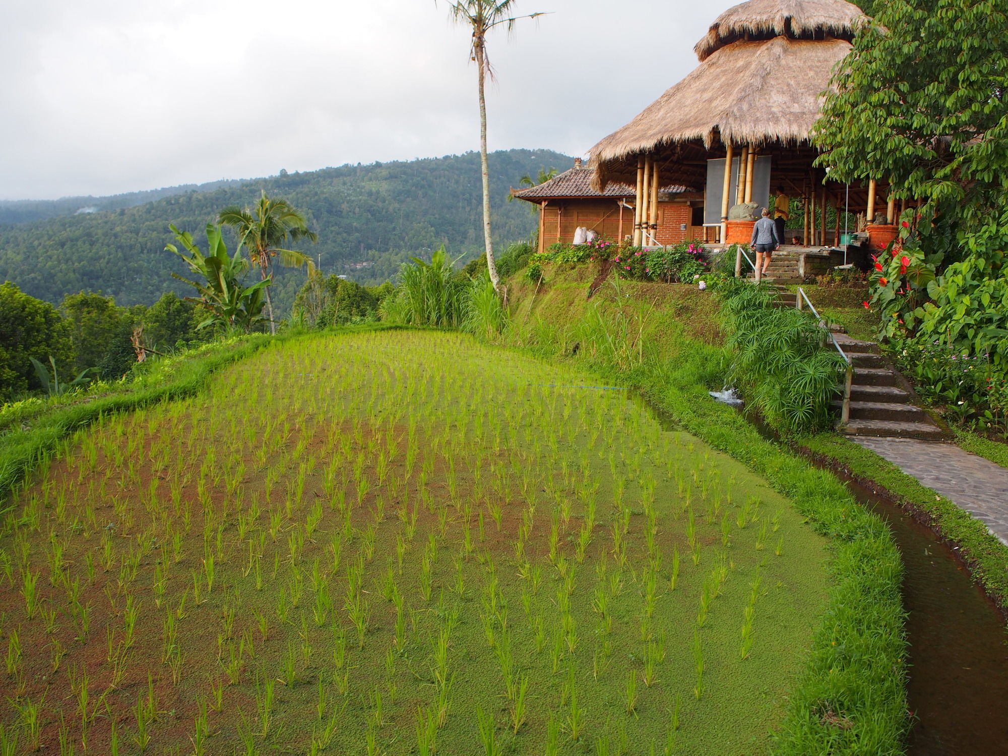 Puri Lumbung Cottages Gobleg  المظهر الخارجي الصورة