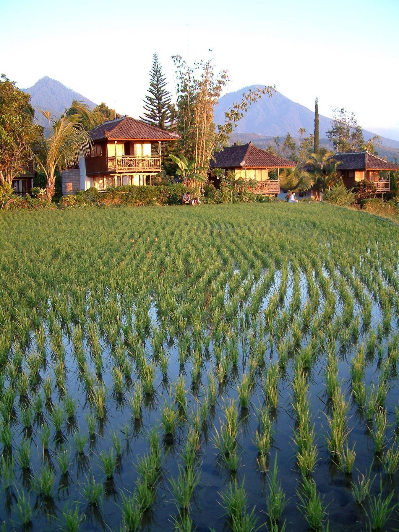 Puri Lumbung Cottages Gobleg  المظهر الخارجي الصورة